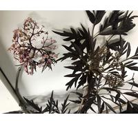 Sambucus nigra 'Black Lace'® ( 'eva') - Sureau 60- 80 cm - conteneur