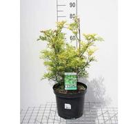 Sambucus nigra 'Golden Tower'® - Sureau colonnaire jaune 30- 40 cm - conteneur