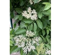 Sambucus nigra - Sureau Noir, Sureau, Seuillet, Baie De Sureau 50-60 cm en pot