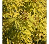 Sambucus 'Sutherland Gold' - Sureau à feuillage doré vibrant - Idéal pour ajouter de la couleur vive aux zones ombragées