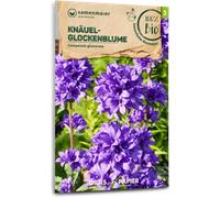 Samen Maier Fleur Sauvage - Campanule agglomérée Bio - 1 sachet