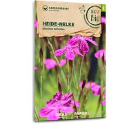 Samen Maier Fleur Sauvage - Oeillet à Delta Bio - 1 sachet