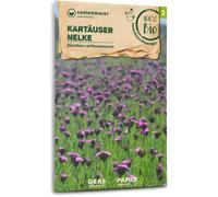 Samen Maier Fleurs Sauvages Bio - Œillet des Chartreux - 1 sachet