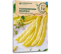 Samen Maier Haricots Plats "Goldfield, jaune" Bio - 1 sachet