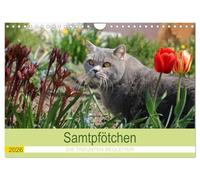 Samtpfötchen - Die treusten Begleiter 2026 (Wandkalender 2026 DIN A4 quer), CALVENDO Monatskalender: Dieser Katzenkalender blättert im Jahr 2022 für ... Monat für Monat eine neue Katze auf.