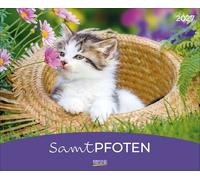 Samtpfoten 2027: Großer Foto-Wandkalender mit Bildern von Katzen. PhotoArt Querformat: 44 x 36 cm.