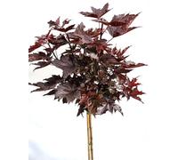 Sang - Érable - Crimson sentry - Acer platanoides - Tronc haut - Hauteur 80-100 cm - Résistant à l'hiver - Élevage en plein air