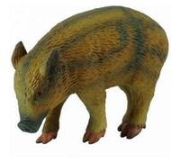 Sanglier - Bébé mangeant G