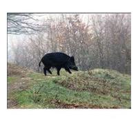 Sanglier et chevreuil aux chiens courants - DVD Documentaire - GRAND GIBIER - Vidéotel G