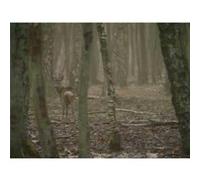 Sanglier et chevreuil en battue - DVD Documentaire - GRAND GIBIER - Vidéotel