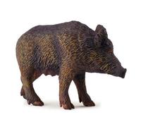 Sanglier - Femelle