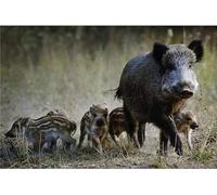 Sanglier sauvage 5D DIY Diamond Painting Plein Forage 30x45cm Square Diamant Peinture Adultes Enfants Broderie Point De Croix Painting par Numéro Kit Diamant Art Kits, pour Maison Décoration D-584