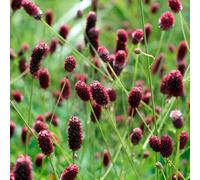 Sanguisorba Red Thunder - Une plante de grande bordure rustique