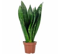 Sansevière - plante d'intérieur facile d'entretien, Sansevieria trifasciata Black Coral - Hauteur env. 35 cm, pot-Ø 12 cm