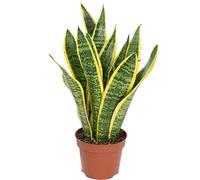 Sansevière - plante d'intérieur facile d'entretien, Sansevieria trifasciata Laurentii - hauteur env. 35 cm, pot-Ø 12 cm