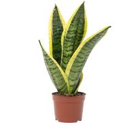 Sansevière - plante d'intérieur facile d'entretien, Sansevieria trifasciata 'Superba' - hauteur env. 30 cm, pot-Ø 9 cm