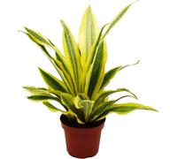 Sansevieria aubrytiana "Yellowstone" - Chanvre doré à feuilles colorées - pot de 14cm