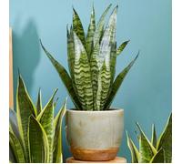 Sansevieria Black Coral de 30 à 40 cm en pot | Langue de Belle-mère de Qualité Supérieure à Vendre