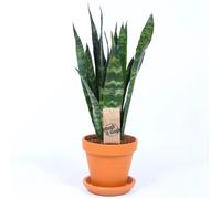 Sansevieria Black Coral Langue de Belle-mère pour la Maison ou le Bureau (de 30 à 40 cm pot inclus)
