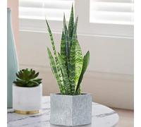Sansevieria Black Coral | Plante d’appartement de 30 à 40 cm en Pot | Superbe Plante d’intérieur