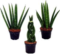 Sansevieria cylindrica - Ensemble élégant de 3 dans un pot de 6,5cm - noeud en chanvre, belle langue maternelle