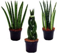 Sansevieria cylindrica - Ensemble élégant de 3 dans un pot de 9cm - noeud en chanvre, belle langue maternelle