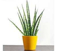 Sansevieria Cylindrica Spaghetti Cadeau Plante d'intérieur en Pot pour la Maison ou le Bureau