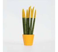 Sansevieria Cylindrica 'Velvet Touchz' - Jaune - 20-40cm - Ø9cm - Cactus et plantes succulentes