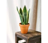 Sansevieria futura superba