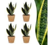 Sansevieria Future Superb - Langue de belle-mère - 4 plantes - avec panier - 25-35cm - Ø12cm