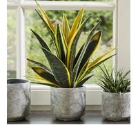 Sansevieria Golden Flame de 30 à 40 cm en pot | Cadeau Plante pour la Maison ou le Bureau à Vendre