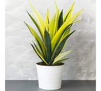 Sansevieria Golden Flame - Langue de Belle-mère | Superbe Plante d'intérieur | de 30 à 40 cm Pot inclus