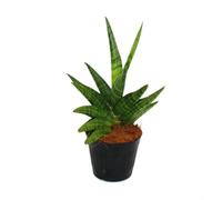 Sansevieria Helios Chanvre d'arc à vis 9 cm Pot env. 15 cm de haut