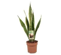Sansevieria Laurentii - Plante d'intérieur facile - Pot 17cm - Hauteur 60-70cm