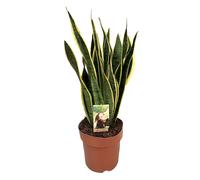 Sansevieria laurentii snake plant