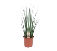 Sansevieria Mikado - 60-70cm - Ø19cm - Plante d'intérieur - Vert persistant - Cactus et plantes succulentes