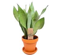 Sansevieria Moonshine Langue de Belle-mère Plante pour la Maison ou le Bureau (de 30 à 40 cm pot inclus)