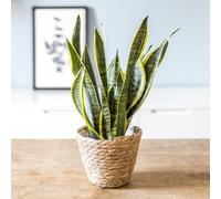 Sansevieria sans cache-pot