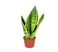 Sansevieria 'Superba' par unité - Plante d’intérieur en pot de culture ⌀9 cm - 35 cm