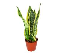 Sansevieria 'Superba' | Plante d’intérieur en pot de culture D12 cm - H45 cm