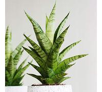 Sansevieria Tough Lady à Feuillage Persistant | Plante d'intérieur à Vendre (de 30 à 40 cm avec pot)