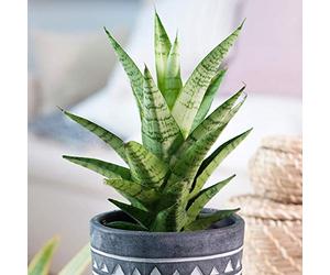 Sansevieria Tough Lady | Cadeau Plantes d'intérieur à Vendre | Idéale pour la Maison ou le Bureau