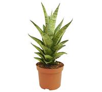 Sansevieria Tough Lady - Langue de Belle-mère pour la Maison ou le Bureau (de 30 à 40 cm avec pot)