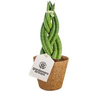 Sansevieria Tressé Twister de 30 à 40 cm en pot | Superbe Plante d'intérieur pour la Maison ou le Bureau