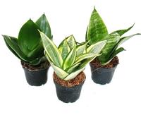 Sansevieria trifaciata hahnii - 3 différents Plantes en pot de 5,5cm - chanvre d'étrave, belle langue maternelle