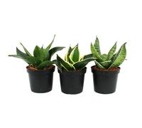 Sansevieria trifaciata hahnii - 3 différents Plantes en pot de 9cm - noeud en chanvre, belle langue maternelle