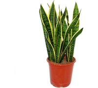 Sansevieria trifasciata - 19cm pot - hauteur totale 55-65cm haut
