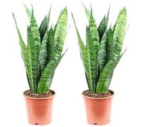 Sansevieria trifasciata Black Coral - Lot de 2 plantes d’intérieur (chanvre arc, facile à nettoyer, hauteur env. 35 cm, diamètre du pot de 12 cm)