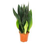 Sansevieria trifasciata Black Diamond Plante solitaire en pot de 14 cm Hauteur env. 45 cm