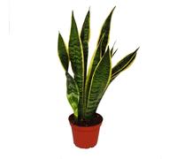 Sansevieria trifasciata - Bol chanvre 12cm pot
